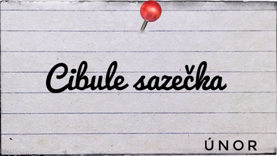Cibule sazeèka v prodeji od února