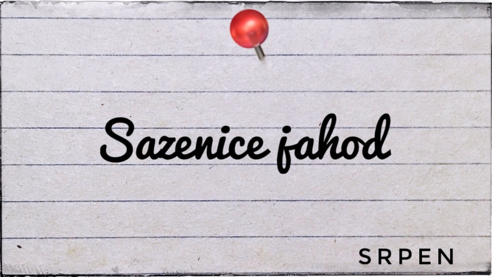 Sazenice jahod - od konce srpna